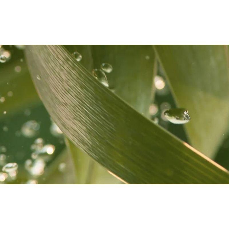 CHANDO - Sensitive Scalp Purifying Conditioner