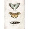 Vintage Butterflies and Moths Insect Studies Specimen Posters Prints Canvas Printing Wall Art Picture for Living Room Home Decor
