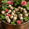 Miniature Horror Props 20Pcs Creative Skull Figurines, Cool Statues for Garden Bonsai DIY Halloween Scene Kit Decoration, Small Resin Crafts