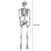 Halloween Skelett Ornament 65 Zoll Ganzkörper Bewegliche Gelenke Skelette Lebensechtes Modell für