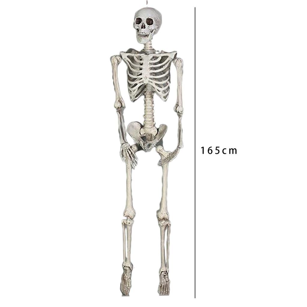 Halloween Skelett Ornament 65 Zoll Ganzkörper Bewegliche Gelenke Skelette Lebensechtes Modell für