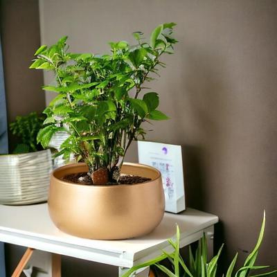 5,5-дюймові металеві горщики для рослин, маленькі кімнатні горщики для квітів з дренажним отвором, домашній садовий декор, кашпо для вітальні