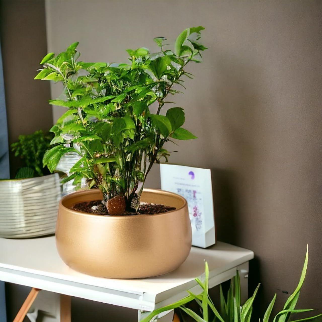 

Металлические горшки для растений 5,5 дюймов, маленькие комнатные горшки для цветов с дренажным отверстием, кашпо для декора дома и сада для гостиной