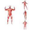 Tuta Integrale Halloween Attack On Titan Scheletro Muscoli Lycra Spandex Tuta Per Tutte Le Taglie