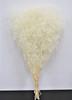 Takeda Large Length 350mm Baby's Breath, White, Bundle, Approx. [40-0312]
