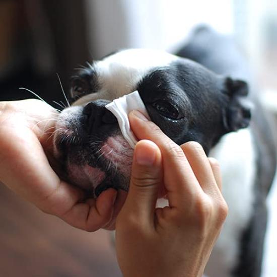 WAFONA Deodorizing and Disinfecting Skin Professional for Whole Body and Deodorizing All-in-One Spray, Care, Size, 4000ml, Care, Disinfecting, (Dog