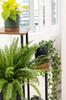 PALACE metal standing flower stand - black stand for 5 flowerpots