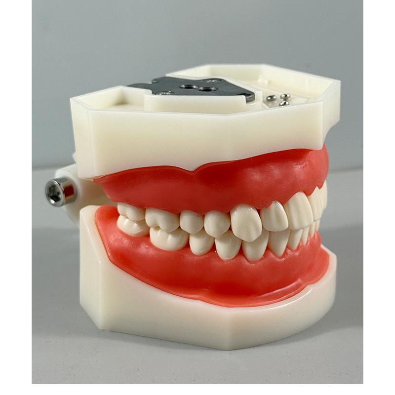 Dental Implant Teaching Model & Toothbrush Preparation Resin Mold