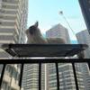 Cat Hammock Window Bed Pet Summer Hammock Bed Home Living Room Suction Cup Wall Hanging Pet Mesh Breathable Hammock