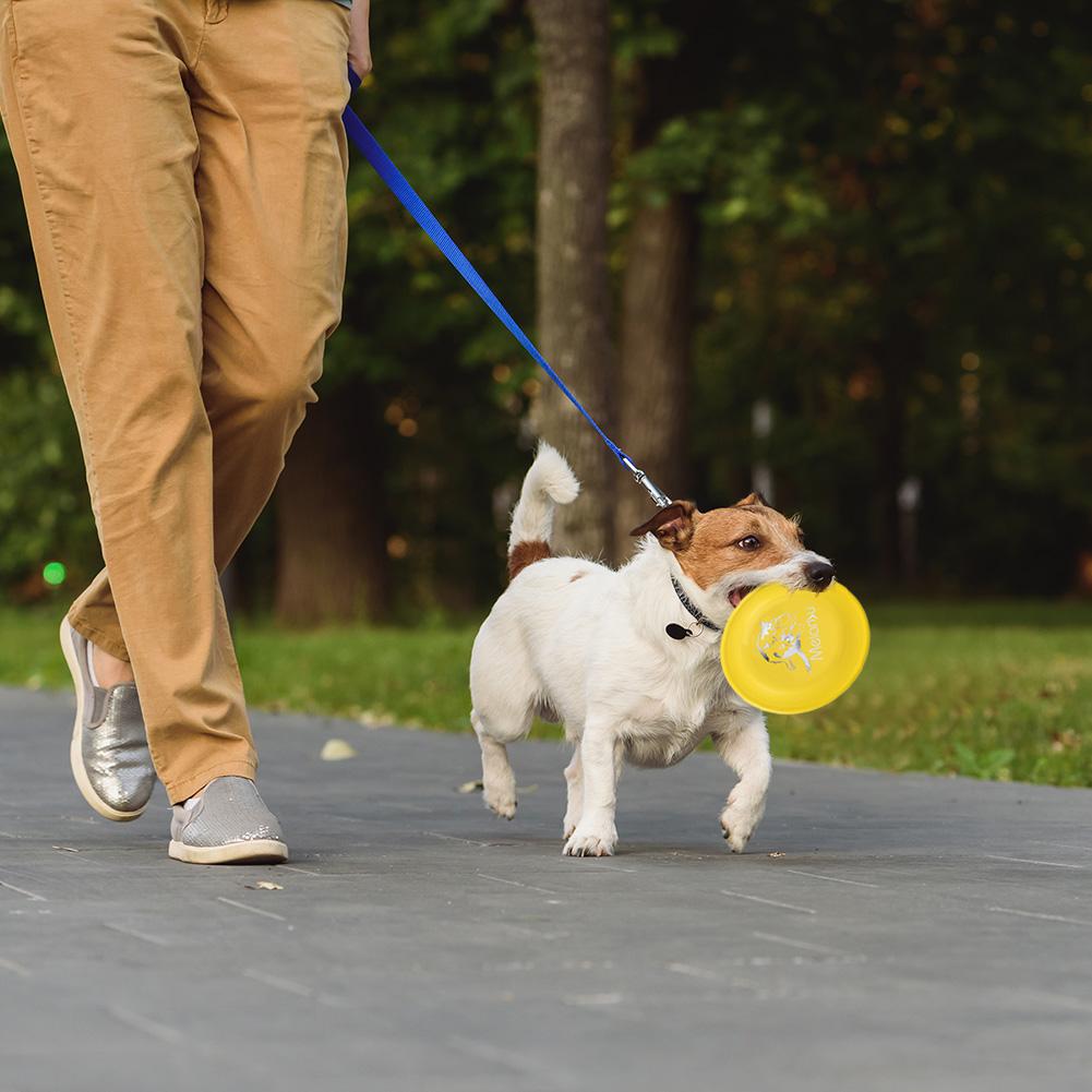 professional dog frisbee