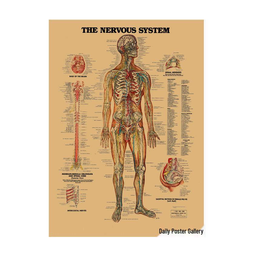 Anatomie kosterního svalstva Diagram Retro plakát pro výzdobu třídy Nástěnné umění (584)