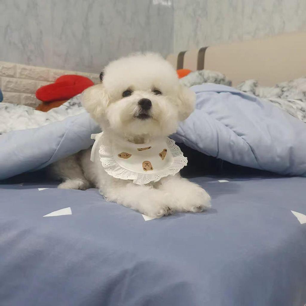 Cartoon Print Pet Bib for Cats and Dogs (Bichon, Teddy)