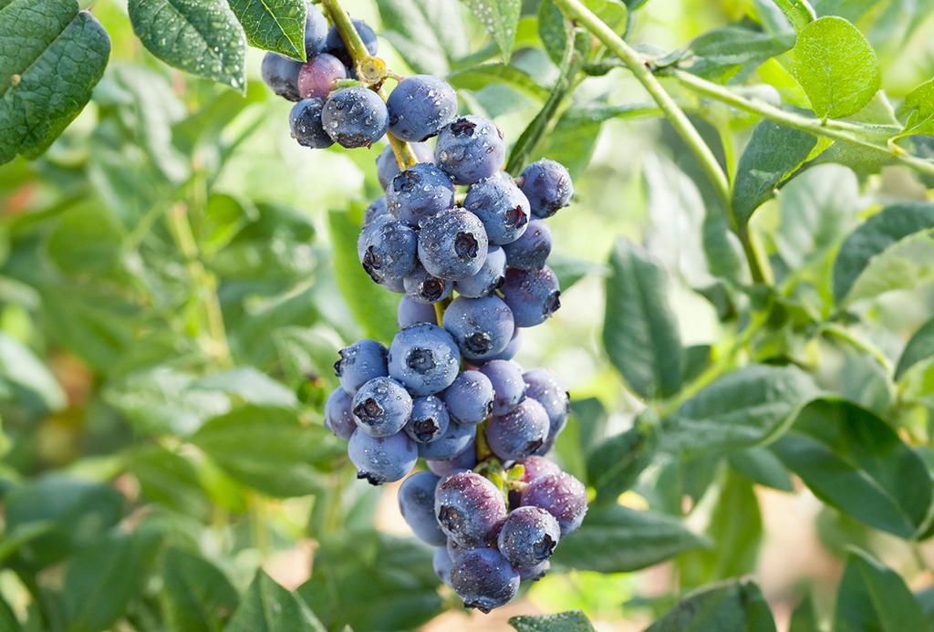 SUM78 Soluble fertilizer for tomatoes and peppers 250g Power of Abundance, large yield