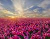 RUOPOTY Digital Painting Flower Sea Hand-Painted Wall Art Painting Unique Gifts On Canvas Sunset Pictures Home Decoration