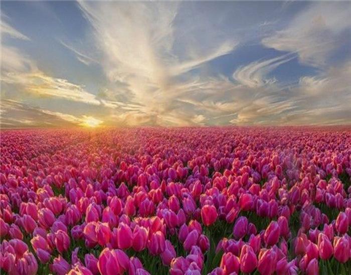 RUOPOTY Digital Painting Flower Sea Hand-Painted Wall Art Painting Unique Gifts On Canvas Sunset Pictures Home Decoration