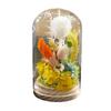 Eternal Flower Glass Cover Green Plant Dried Flower Ornament Creative Holiday Gift Finished Real Flower Led Lampshade