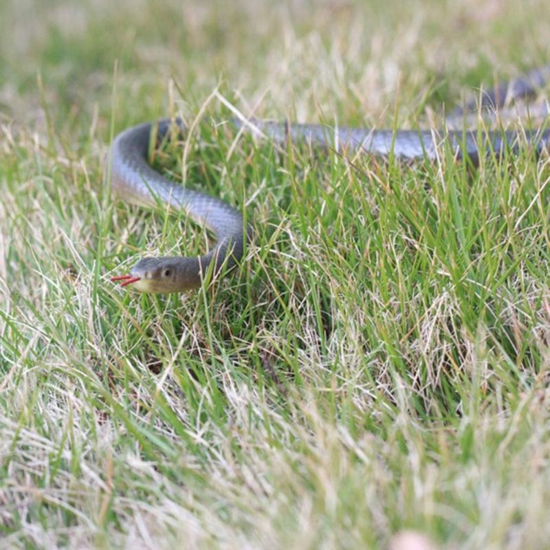 Snake Prank Toy with String Clip That Chases People Golf Snake Prank Toy Halloween AprilFools Supplies Novelty Gadgets