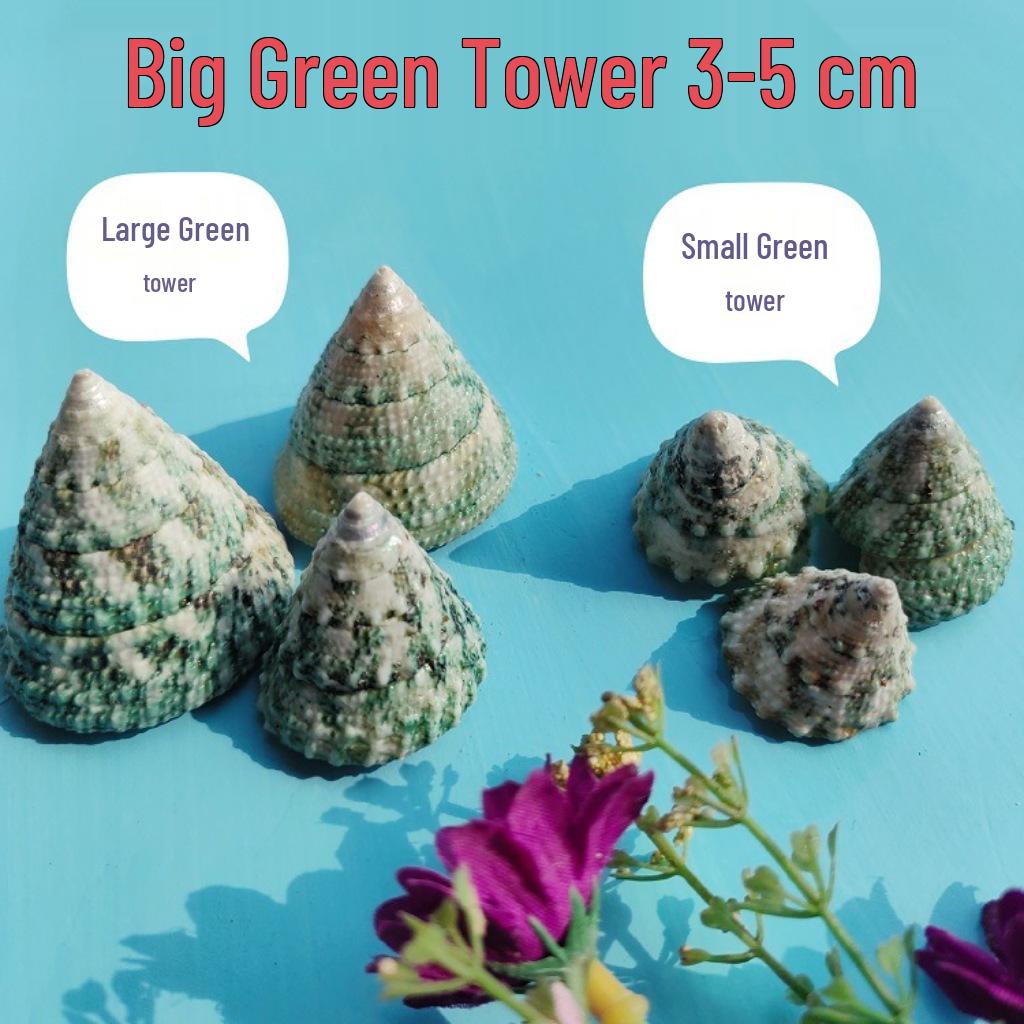 Conch Shells & Starfish for Hermit Crabs: Aquarium Decor & Drift Bottle Accessories