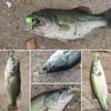 8g Fishing Lure Hard Baits Minnow Lure with Double Hook Swimbait Fishing Baits Crankbait Sinking Lure for Trout