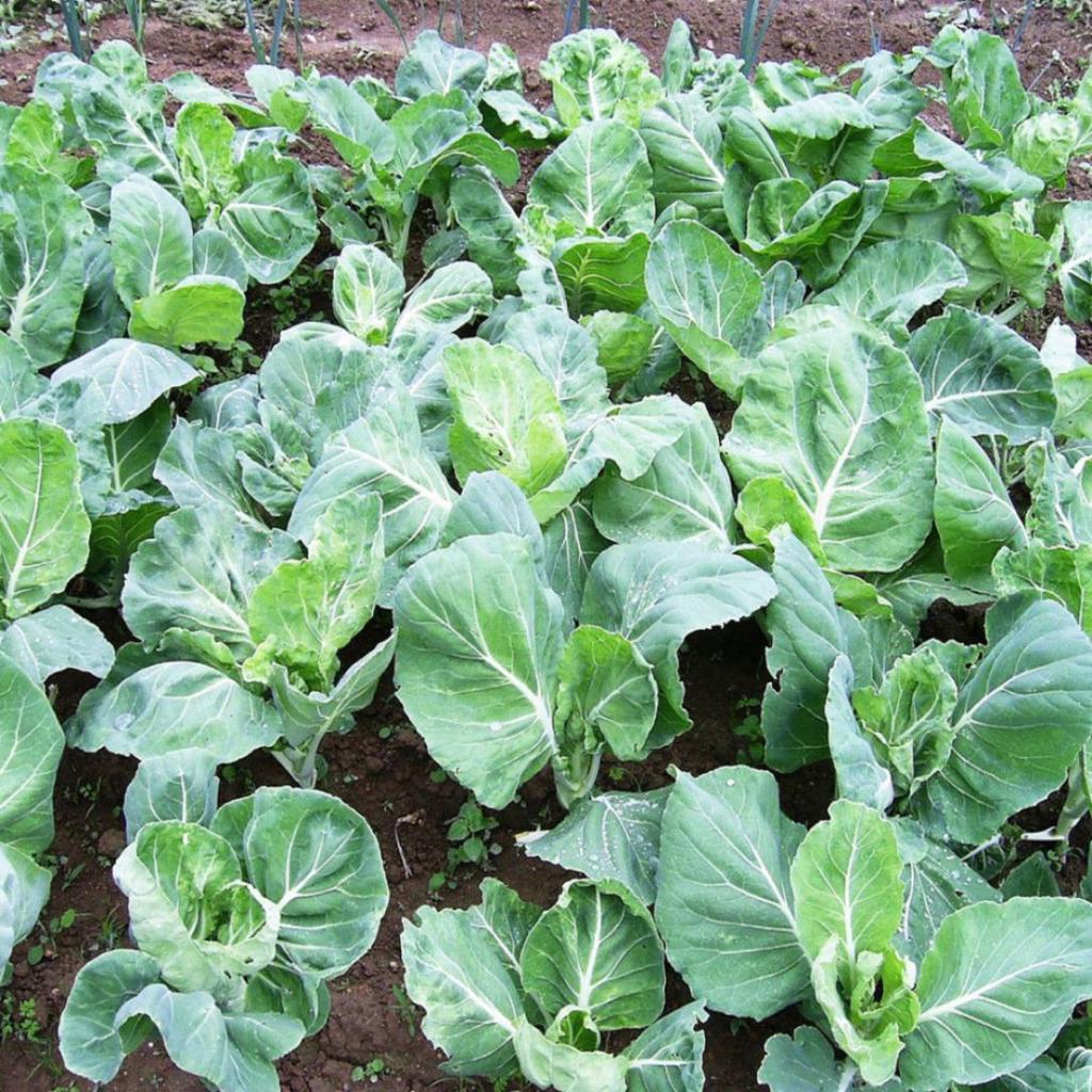 50 seeds Couve Galega Portuguese Walking Stick Cabbage Kale Tree FREE SHIPPING 50 seeds Couve Galega Portuguese Walking Stick Cabbage Kale Tree FREE SHIPPING
