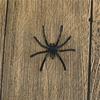Lots 30Pcs Halloween Plastic Black Spider Joking Toys Decoration Realistic Prop
