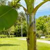 Iguana Tree Wrap Transparent Tree Trunk Protector Reusable Smooth Barrier for Tree Trunks Prevents Iguanas Climbing Trees