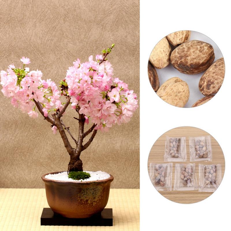 5Pack Japanese Sakura Seeds Cherry Blossoms Seeds Japanese Cherry Cerasus Bonsai Flower comprar