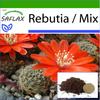 Rebutia - 40 Seeds - With Potting Substrate for Better Cultivation - Rebutia Mix