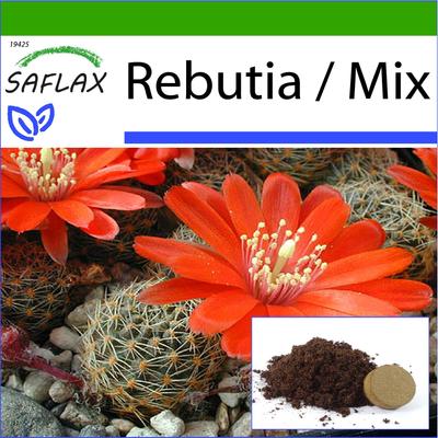 Rebutia - 40 semi - Con substrato da vaso per una migliore coltivazione - Rebutia Mix