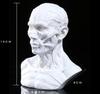 Resin Fox Skull Model for Science Education & Halloween Props