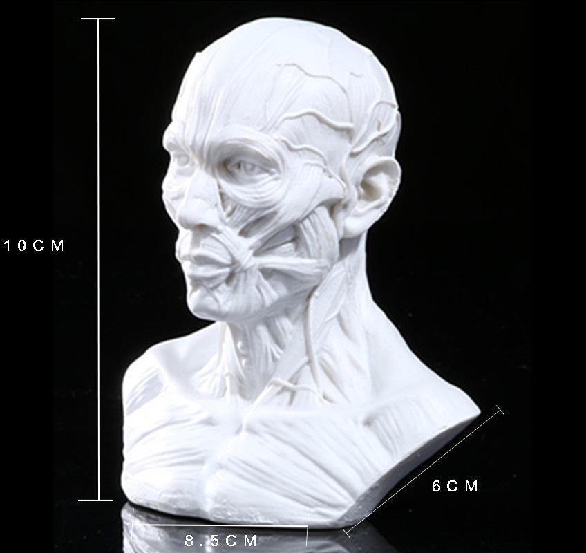 Resin Fox Skull Model for Science Education & Halloween Props