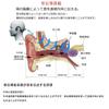 Bone Conduction for TV and with Microphone and Automatic Comfortable Charging Open Headphones, Wireless, Earphones, Built-in Transmitter, Pairing,