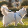Escape-Proof Cat Harness with Leash - Cute Bear Design Lightweight Comfortable Pet Vest