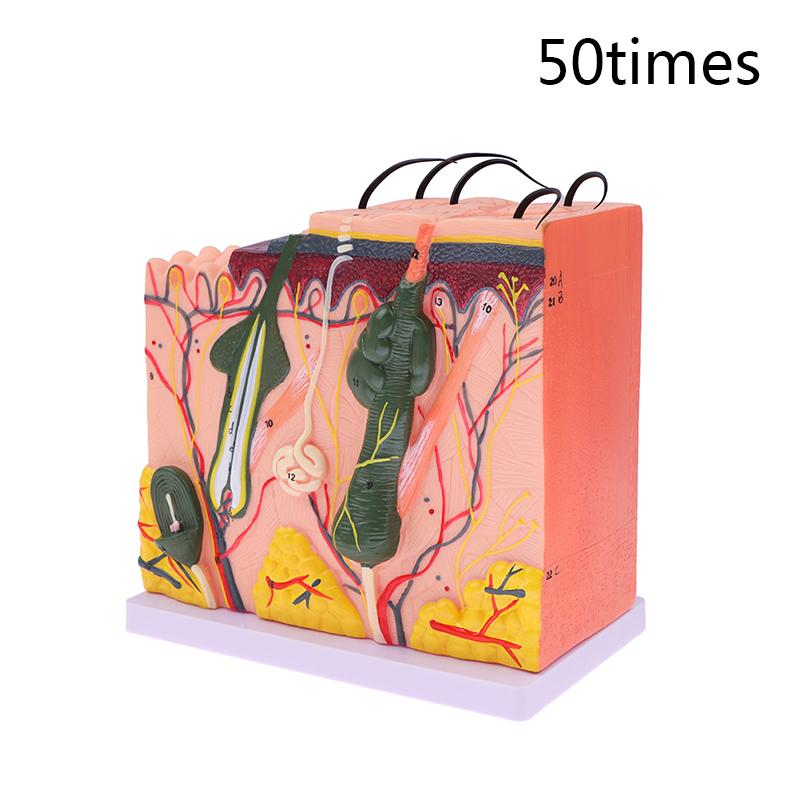 

35/50 раз модель кожи Анатомическая структура волос кожи человека Увеличить анатомию модели