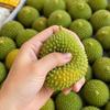 Crunchy Crackling Durian Squishy Toy Color-Changing Fruits Pinch  Children's Gifts