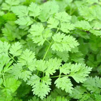 150 de seminte de cervil - planta aromatica de gradina - seminte taranesti reproductibile - semisalbatica
