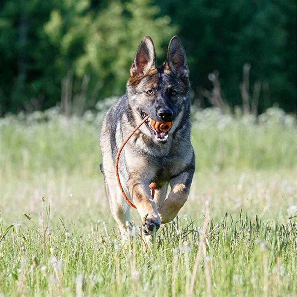 A Dog Toy Ball with Rope Practice and Reward for Dogs, Equipped with a Handle, Used for Training Throwing Toys, Tugboat Toys, Dog Toys