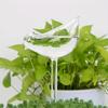Transparent Plant Watering Globes Self Watering Spikes Bird Shaped Self Watering