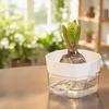 6PCS Water Storage Self-Absorbing Flower Pot Root Visibility Lazy Flowerpot  Hyacinth