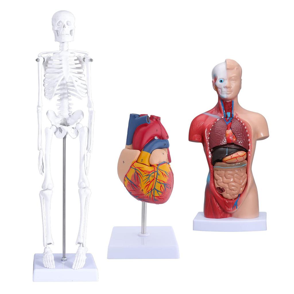 Human Body Model Kit 26CM Detachable Torso 45CM Skeleton Model Heart Anatomical Kit for Medical Teaching