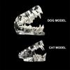 Educational Dog Tooth Model Transparent Dental Teaching Canine Animals Oral Tooth Jaw  Decoration