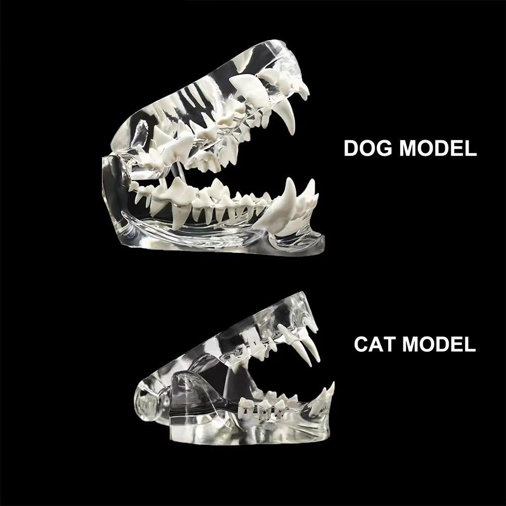 Educational Dog Tooth Model Transparent Dental Teaching Canine Animals Oral Tooth Jaw  Decoration