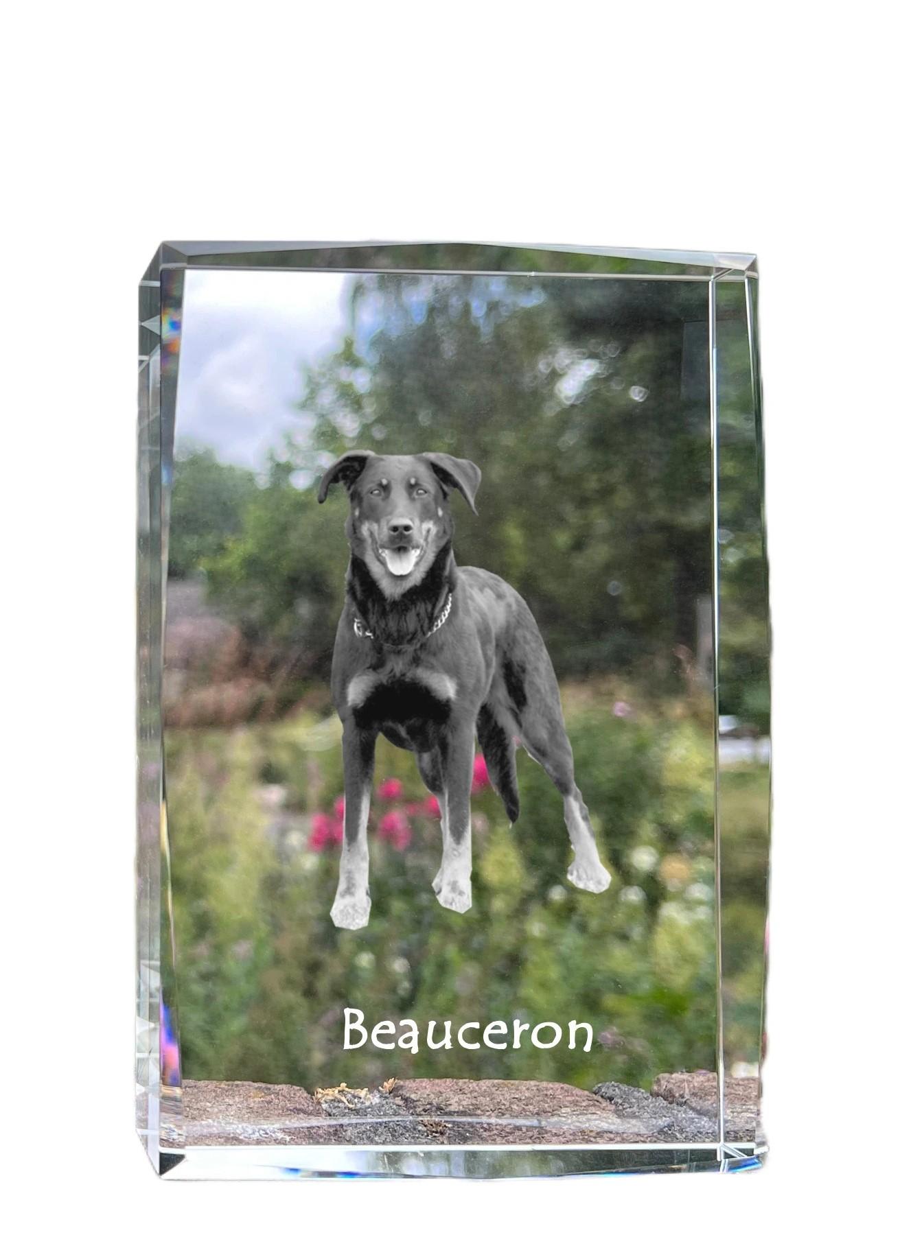 Berger de Beauce, Beauceron, Beauce Sheep Dog - crystal with a picture of a dog, photo in glass, modern exhibition of Art-Dog brand photo trasparente