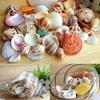 60Pcs Mixed Sea Beach Shells Crafts Seashells Aquarium Decor Photo Props Shell Coquillage Home Decoration Accessories
