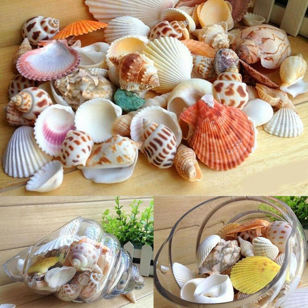 1bag Mixed Sea Beach Shells Crafts Seashells Aquarium Decor Photo Props shell coquillage home decoration accessories