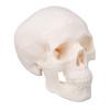 Skull Display Model 1Celsius2 Human Skull Model Teaching Educational Tool for Students Artists