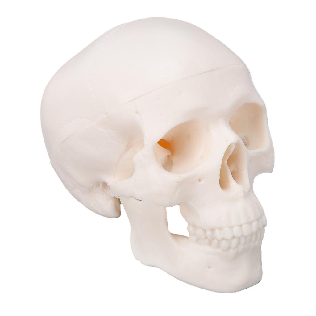 Skull Display Model 1Celsius2 Human Skull Model Teaching Educational Tool for Students Artists