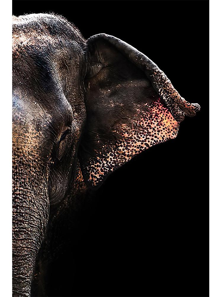 Wildlife Elephant Family Posters Canvas Painting Animal Father Mother Baby Love Wall Art Picture For Modern Room Home Decoration