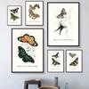 Vintage Butterflies Poster Vintage Dead Leaf Butterfly Specimen Minimalist Wall  Print Canvas  Posters for Home Decor