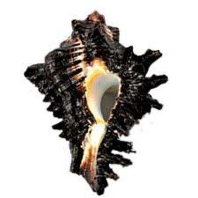 Natural Shani Sankh for Puja. 6.5 Cm JL286093830042